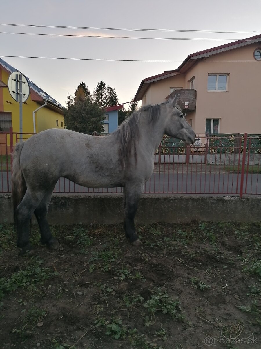 Predám kobylu - 5