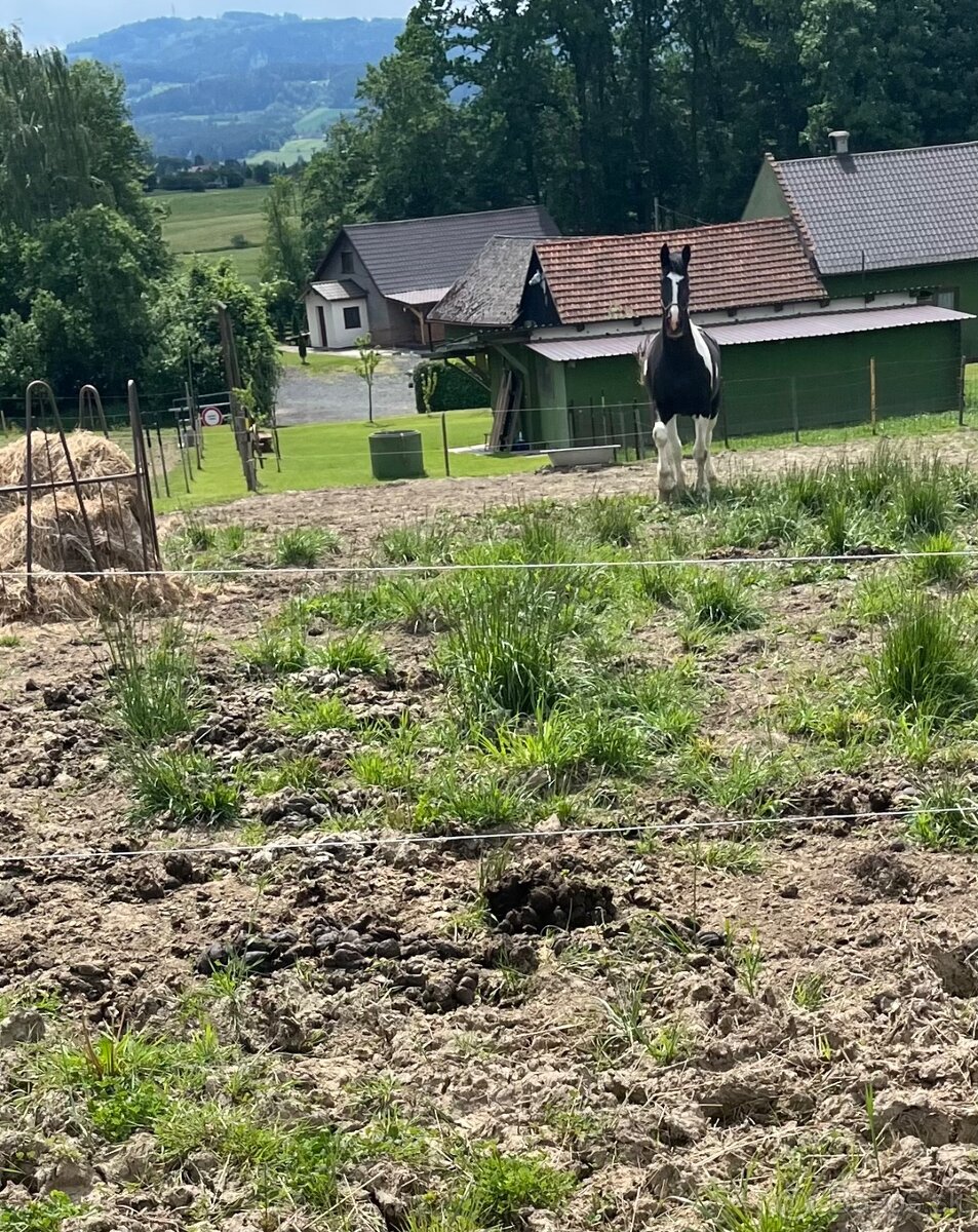 6 letá Barock Pinto - 5