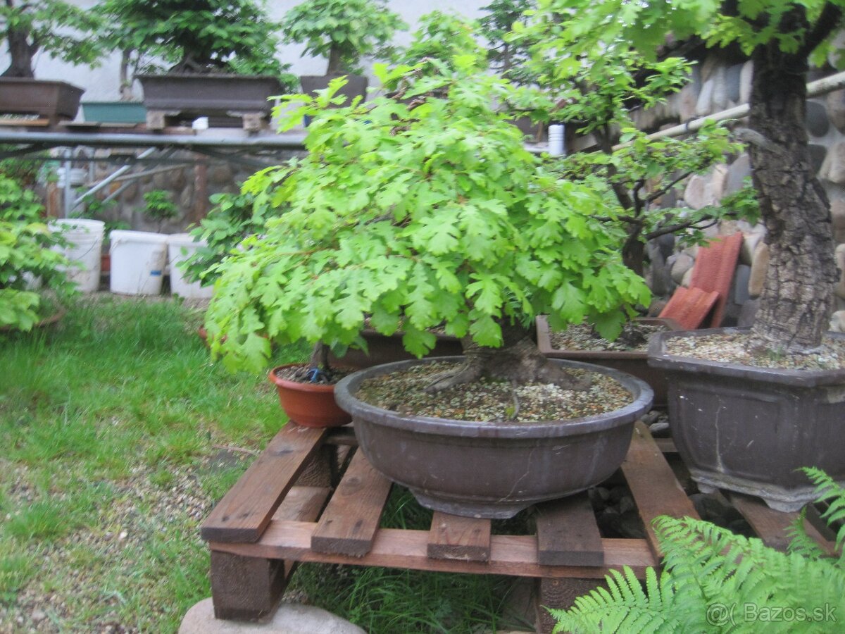 bonsai,bonsaj-DUB 2 - 5