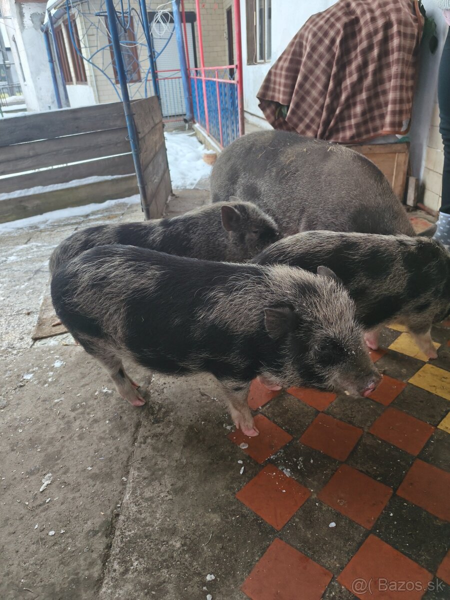 Predám 4 mesačné prasatá - 5