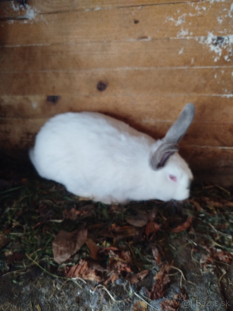 Predám zajace - 5