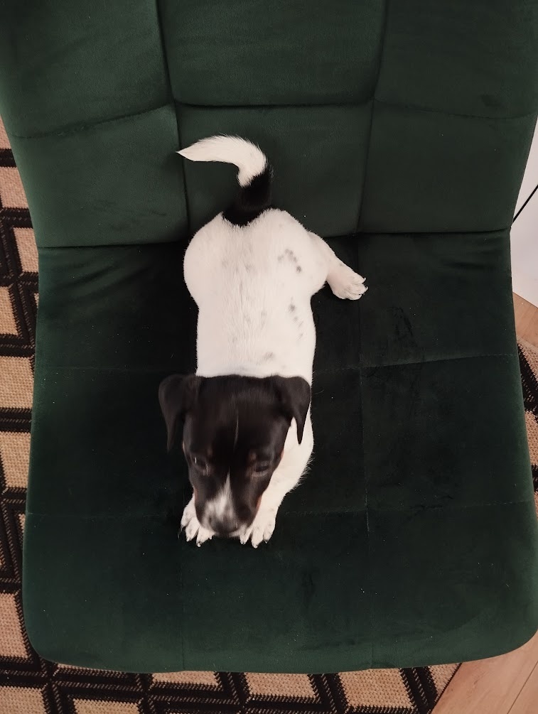 Jack Russel terier - 5