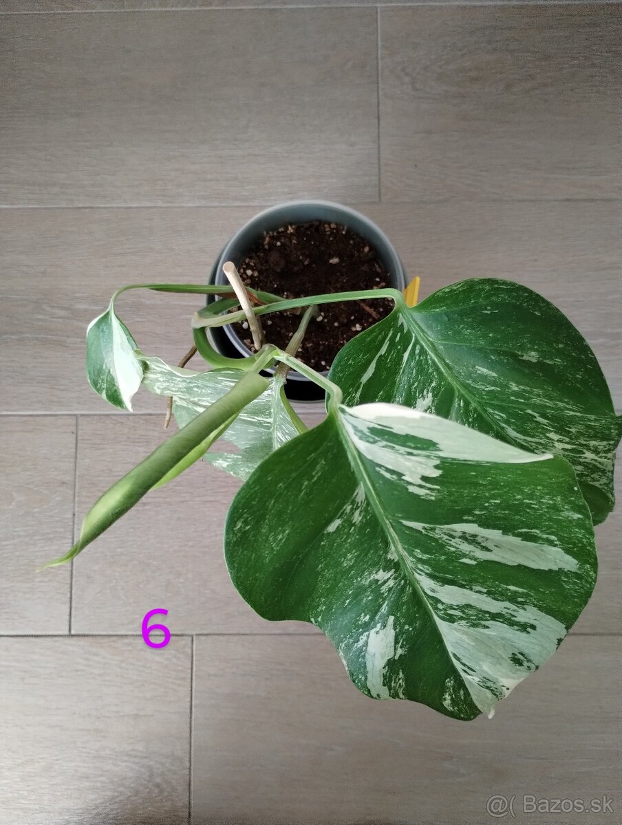 Monstera albo variegata - 5