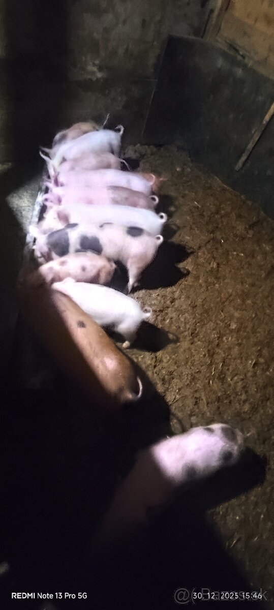 Predám odstavcata - 5