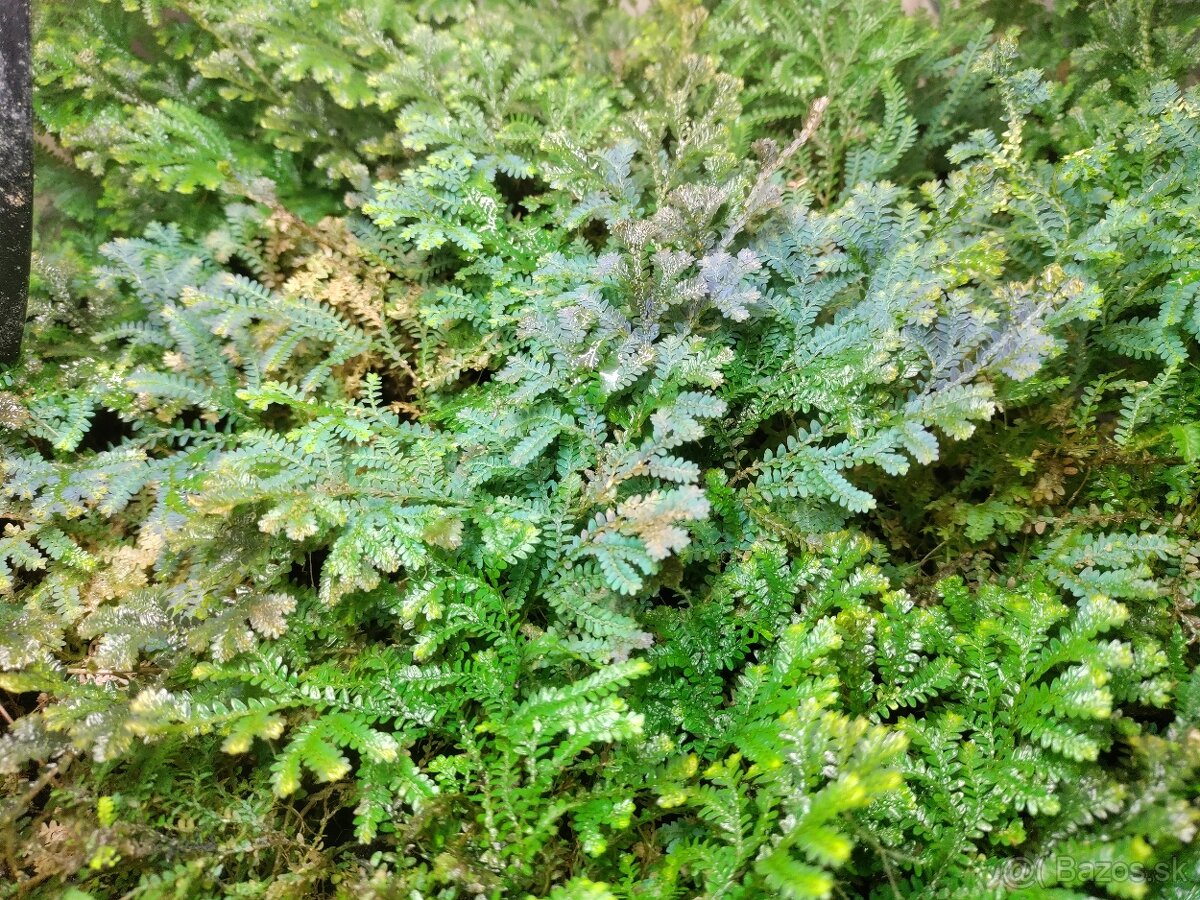 Selaginella uncinata (Didiclis uncinata) - 5