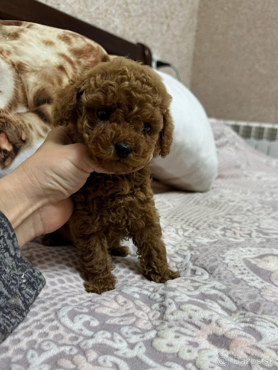 Toy pudel , pudlik. - 5