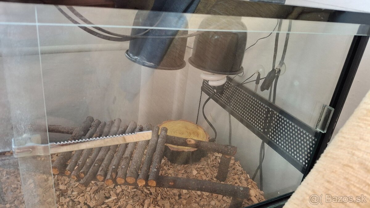 Krajta kráľovská + terárium - 5