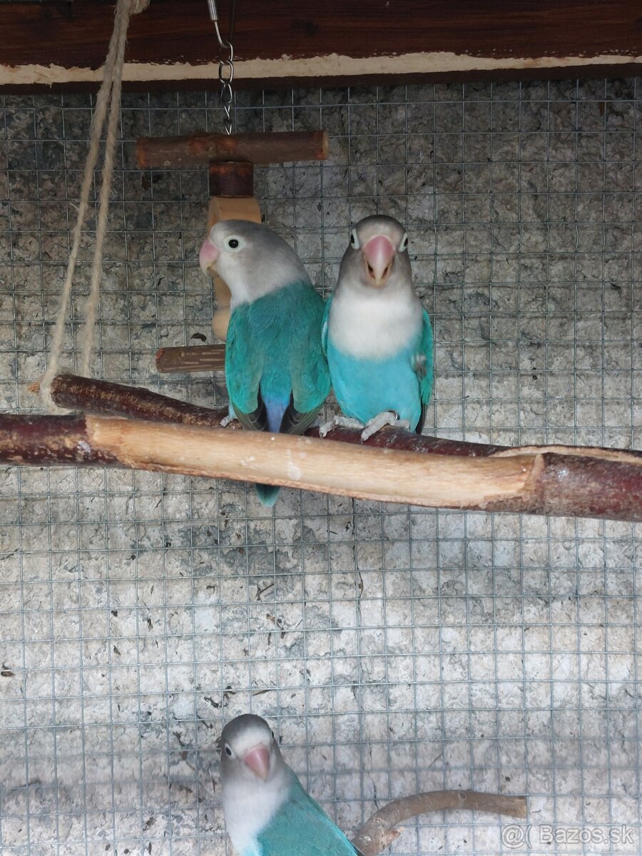 Agapornis fisher - 5