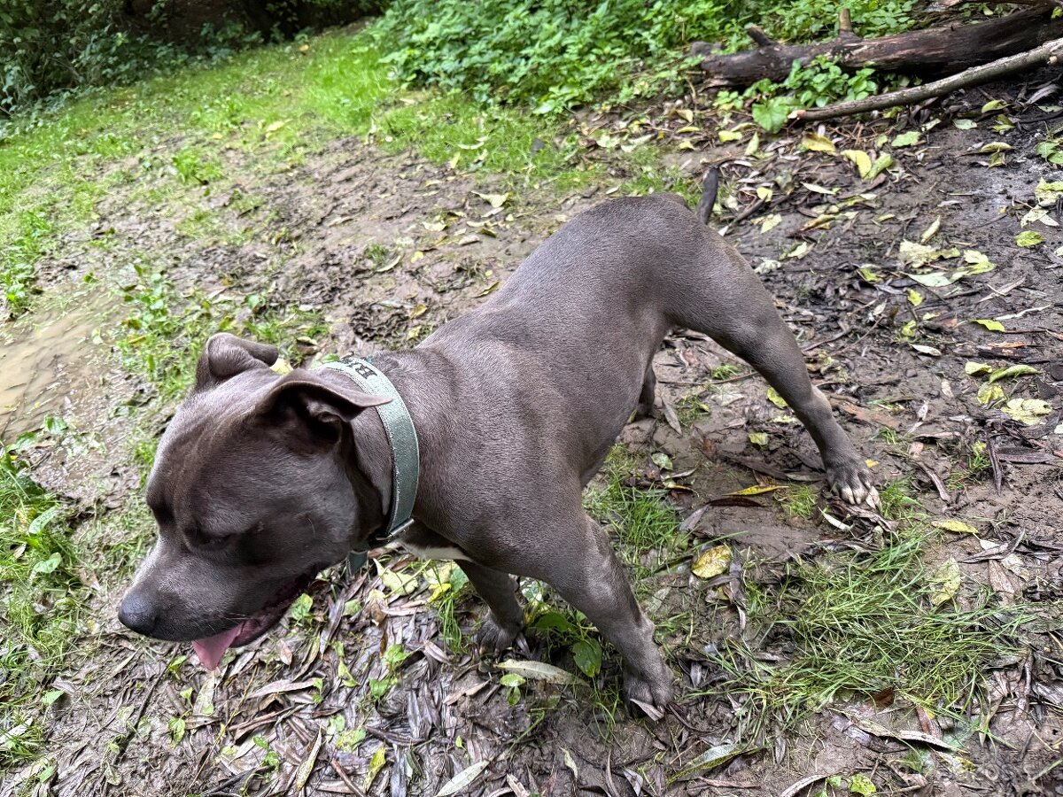 Modry Stafford na krytie - 5