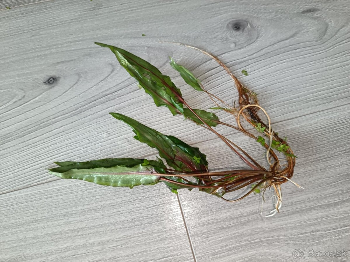 Akvarijné rastliny - 5