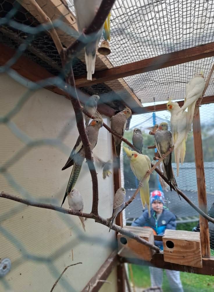 Predam korely a andulky - 5