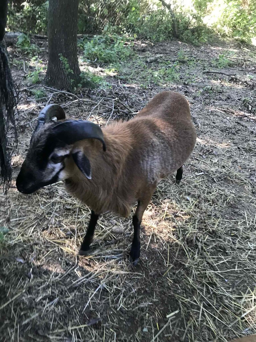 Predám kamerunské ovce - 5