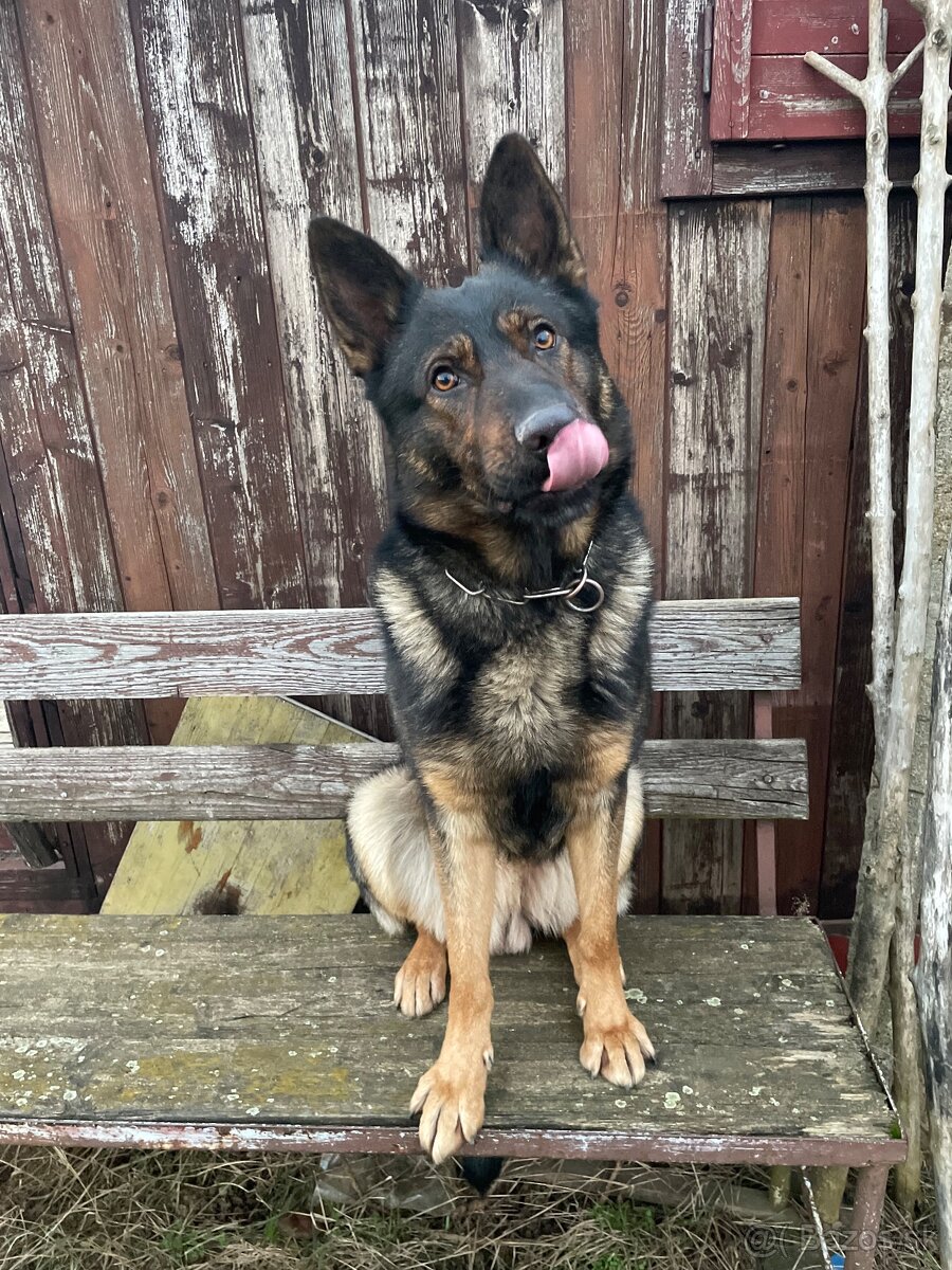 Nemecky ovčiak krytie - 5