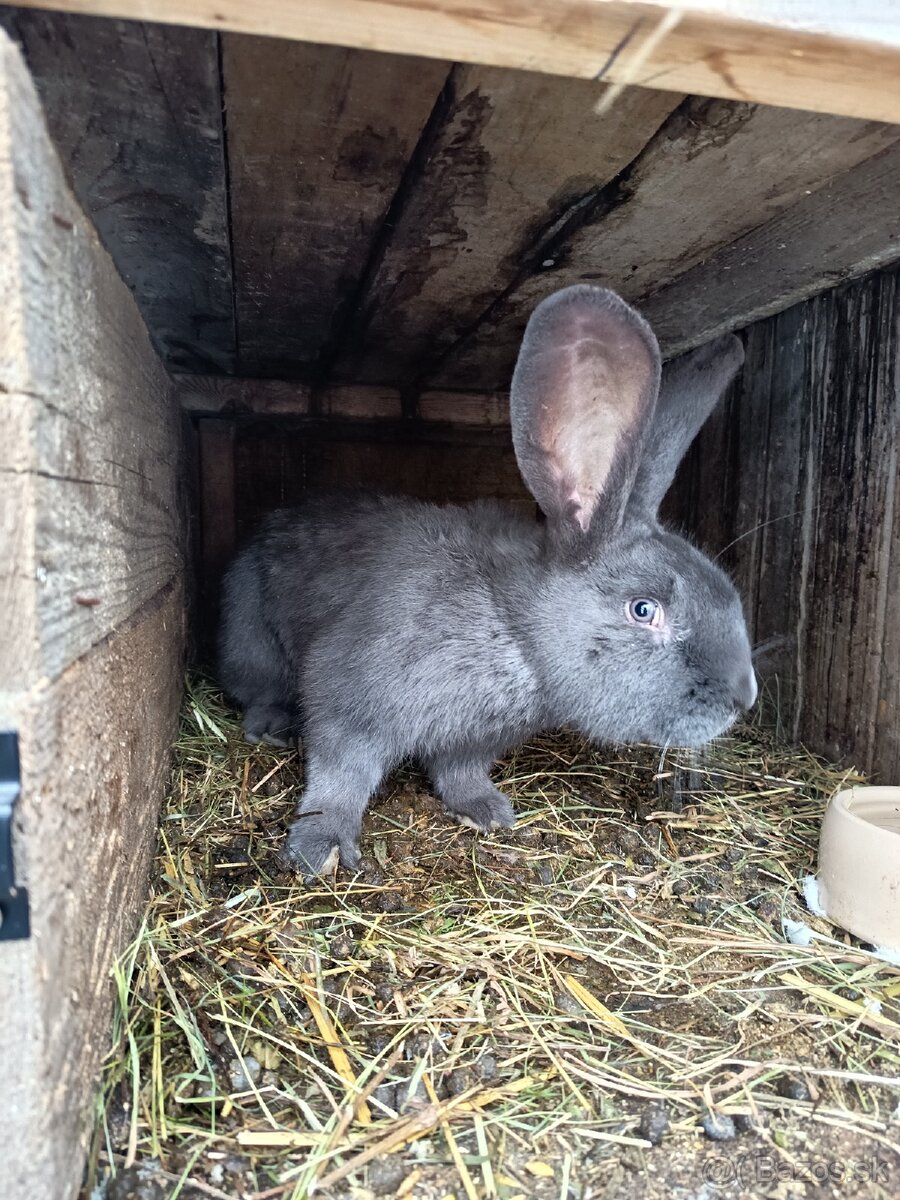 Nemecký obrovity strakac - 5