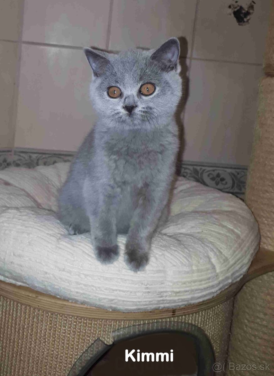 Britské mačiatka s PP - 5