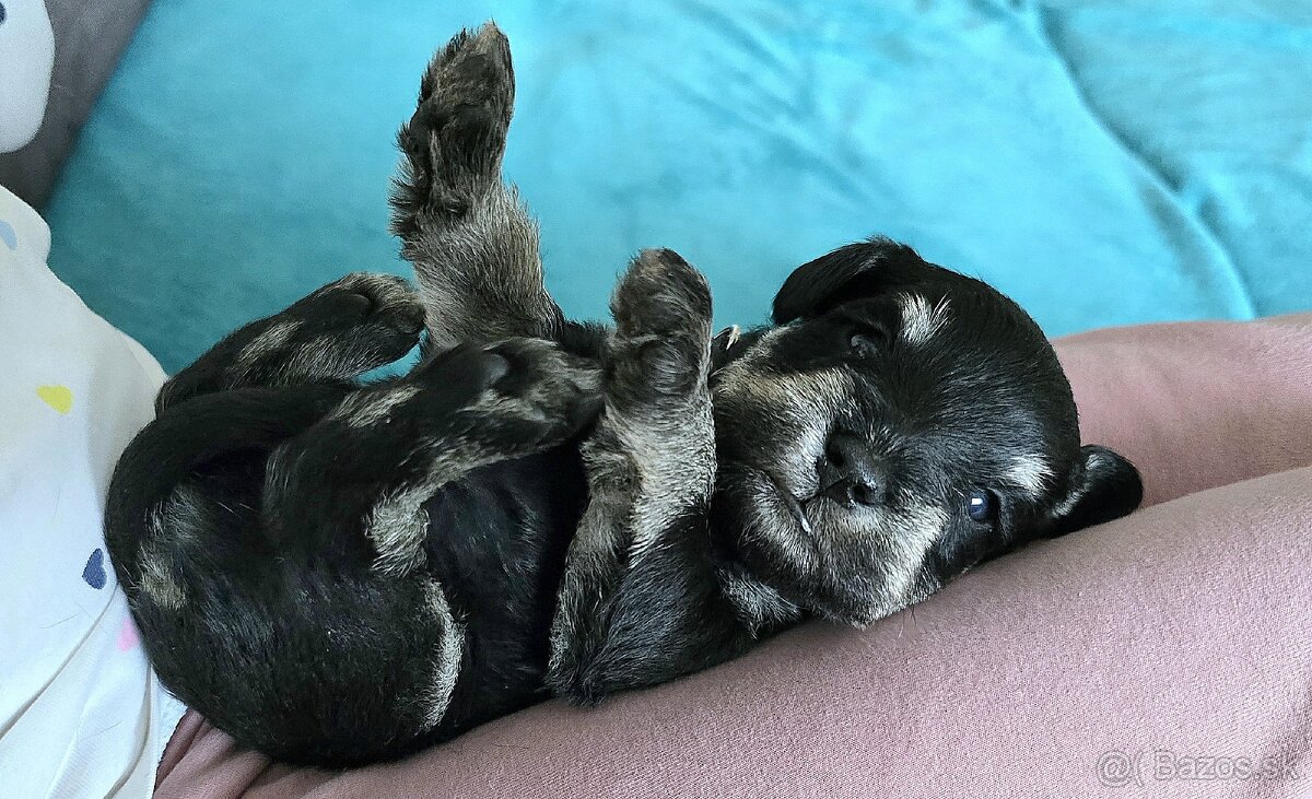 Malý čiernostrieborný bradáč s PP - 5