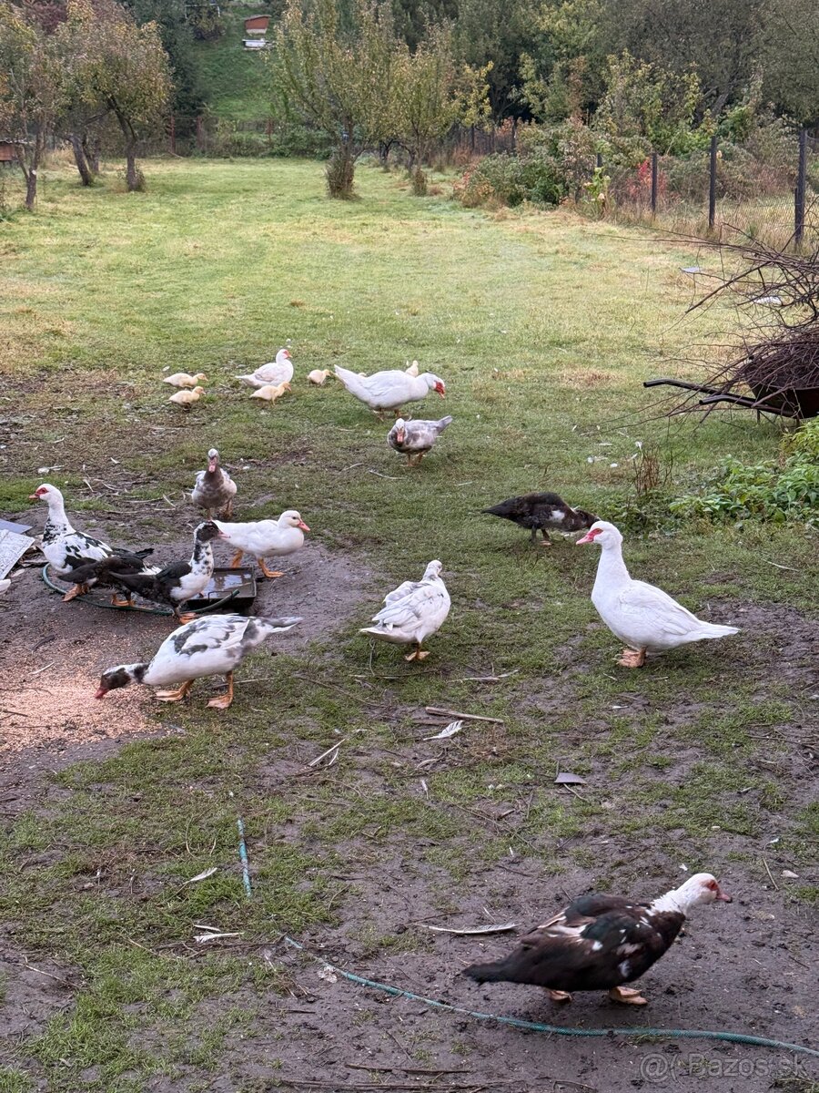 Kačka pižmová - 5