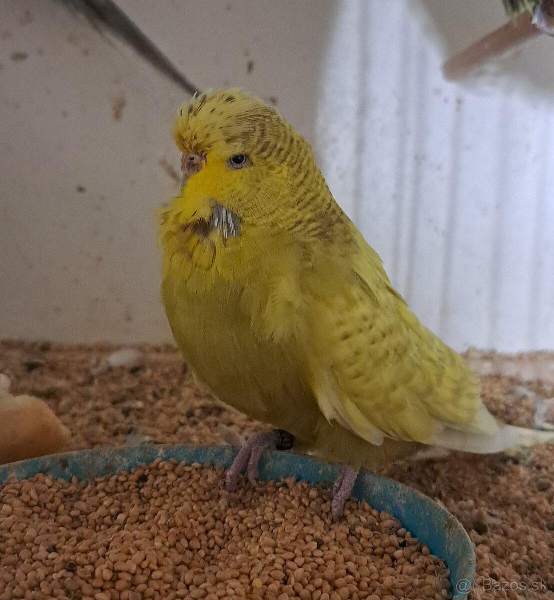 Výstavné andulky - 5