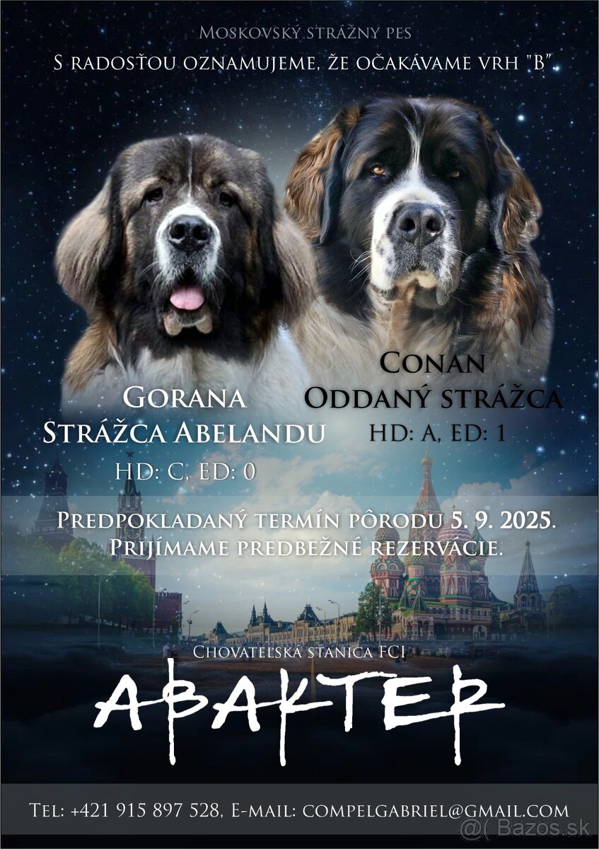 Moskovský strážny pes – 2 voľní psi (vrh B) - 5