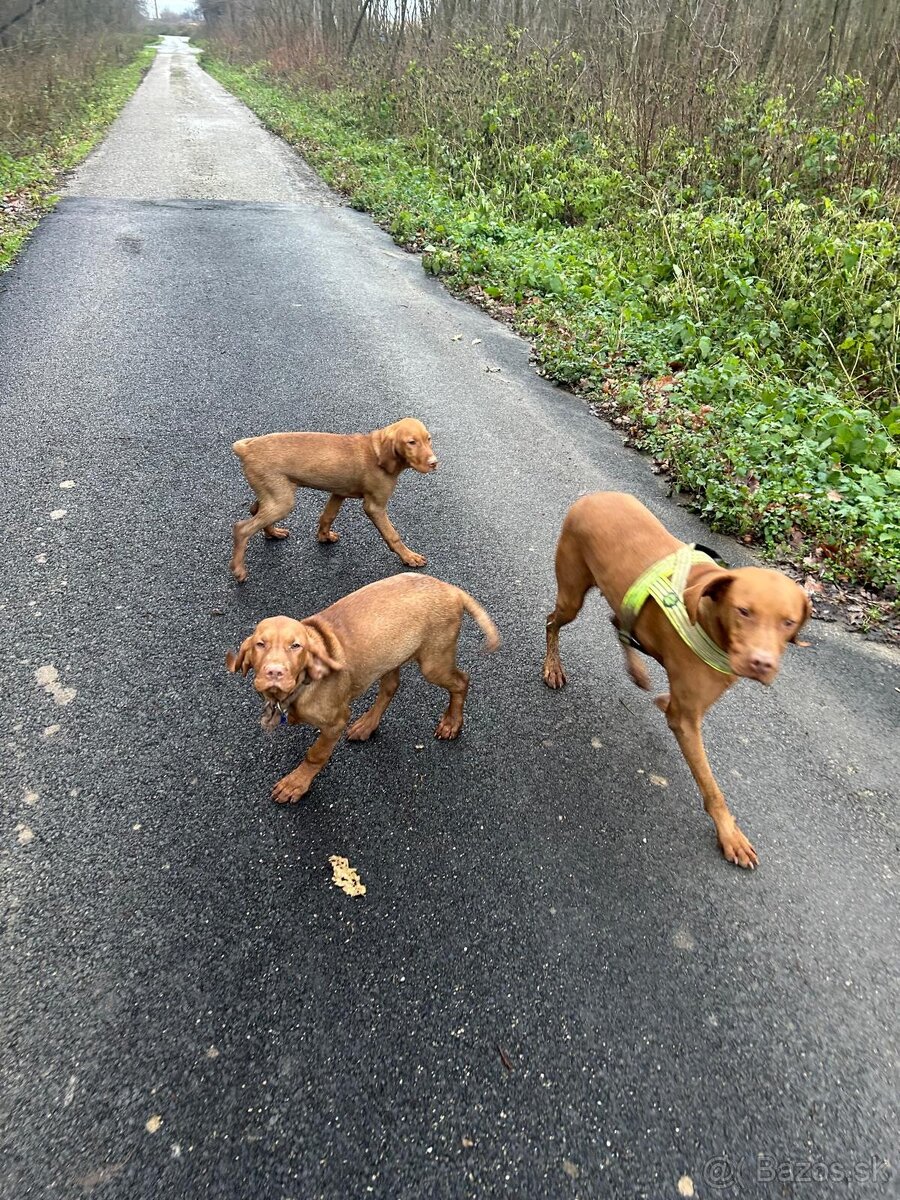 Madarska vyzla - steniatka - 5