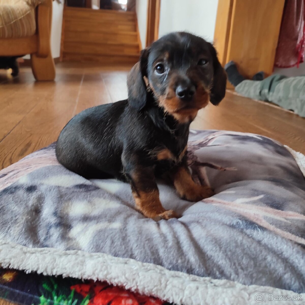 Jazvečík hrubosrstý - 5