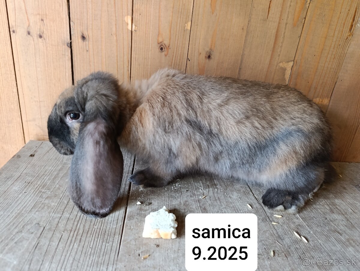 Francúzsky baran - 5