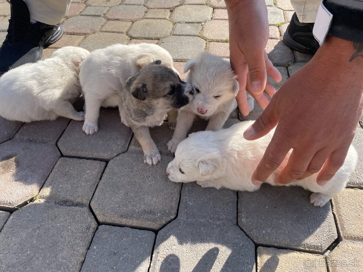 Máme na predaj šteniatka - 5