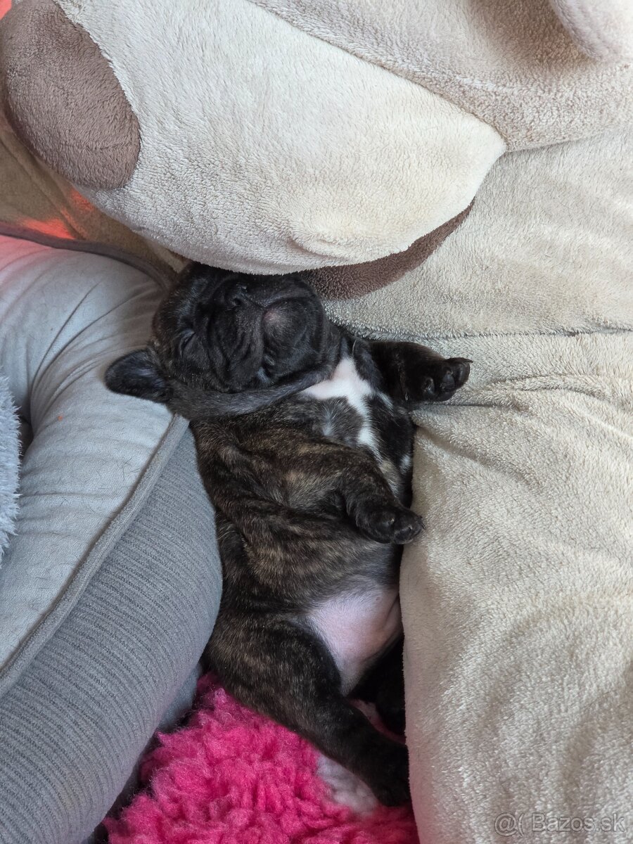 Francúzsky buldoček - 5