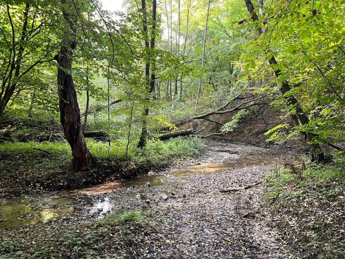 Raslavice – 156.000 m2 LESOV (87,6% podielov na LV) - 5