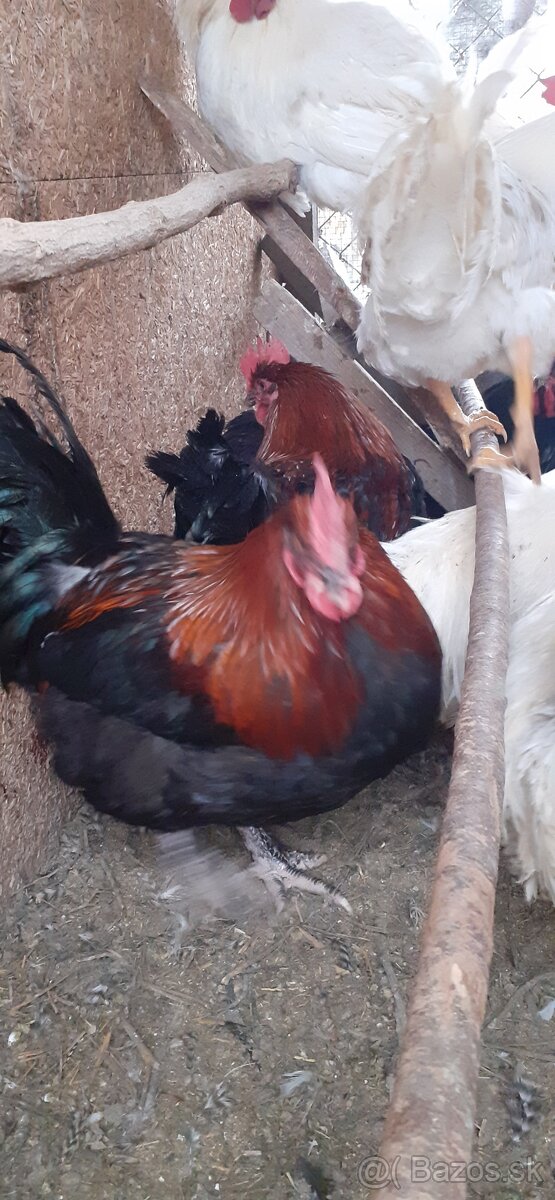 Kohúti maranské medenokrké - 5