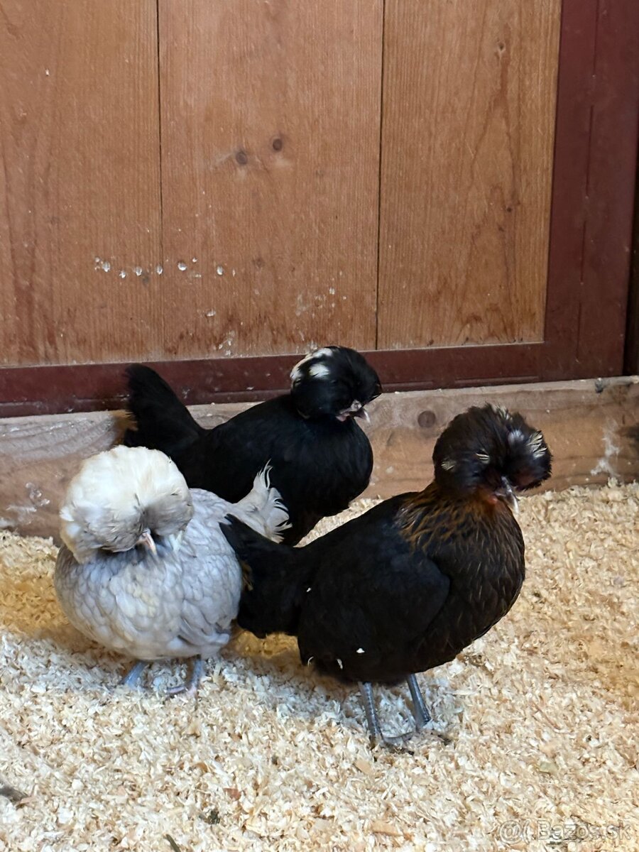 Holandské chocholaté sliepky na predaj - 5