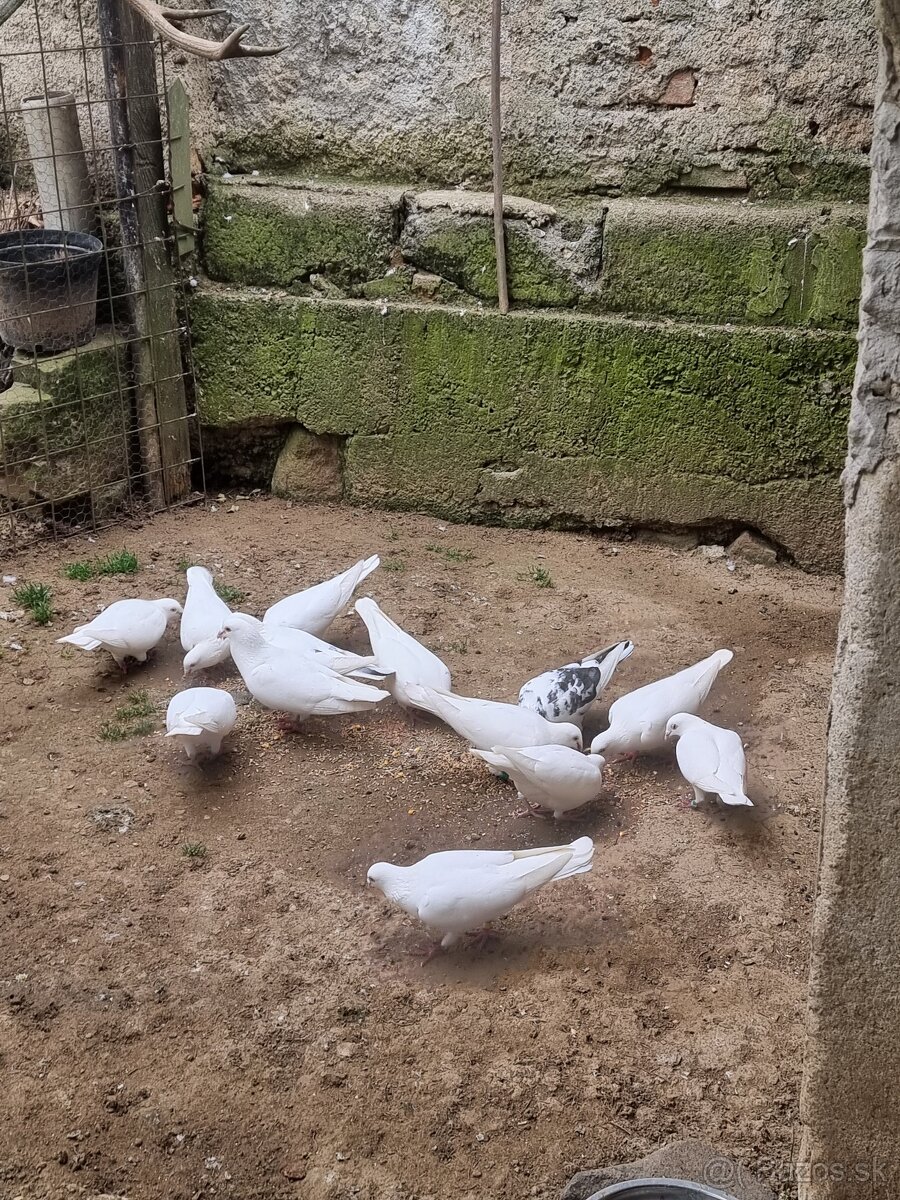 BIELE POŠTOVÉ HOLUBY - 5