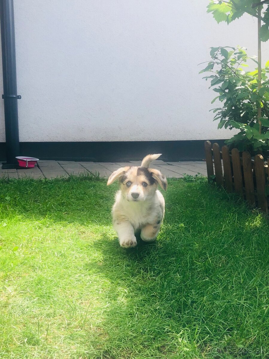 Welsh Corgi - 5