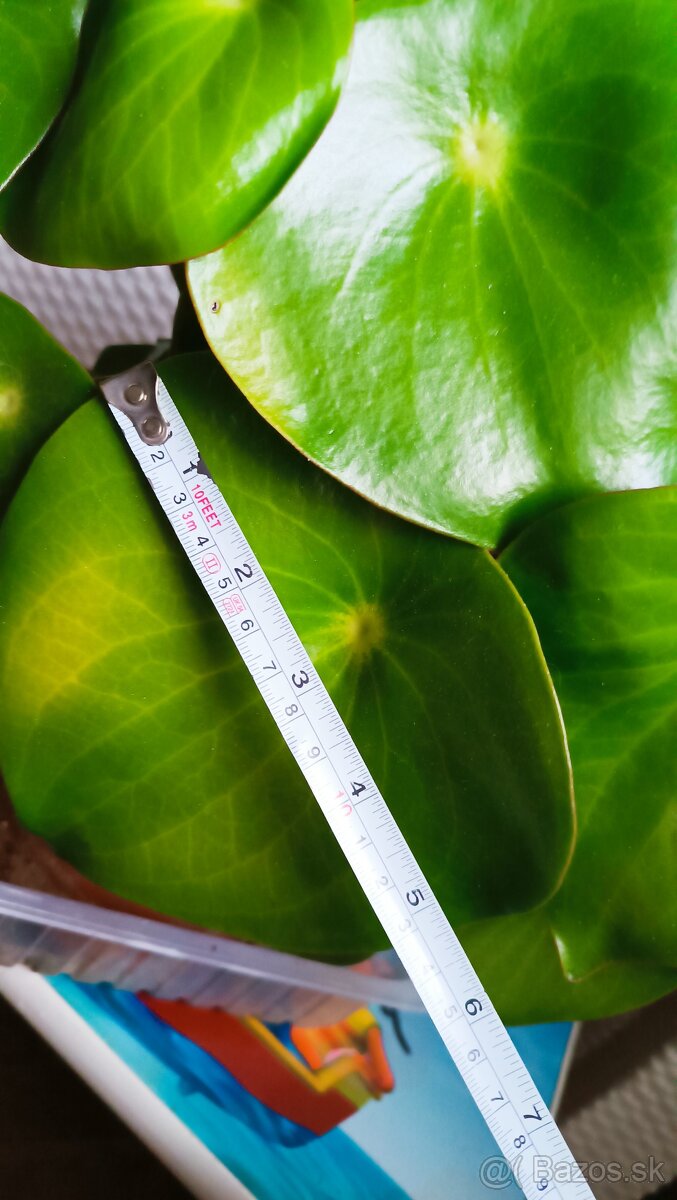 Peperomia - 5