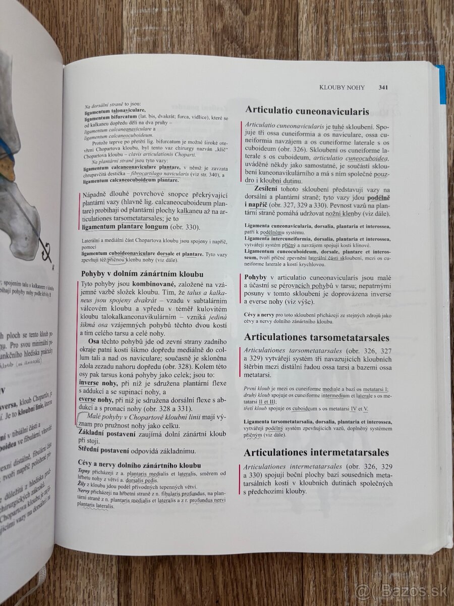 Anatomia Čihák 1,2 - 5