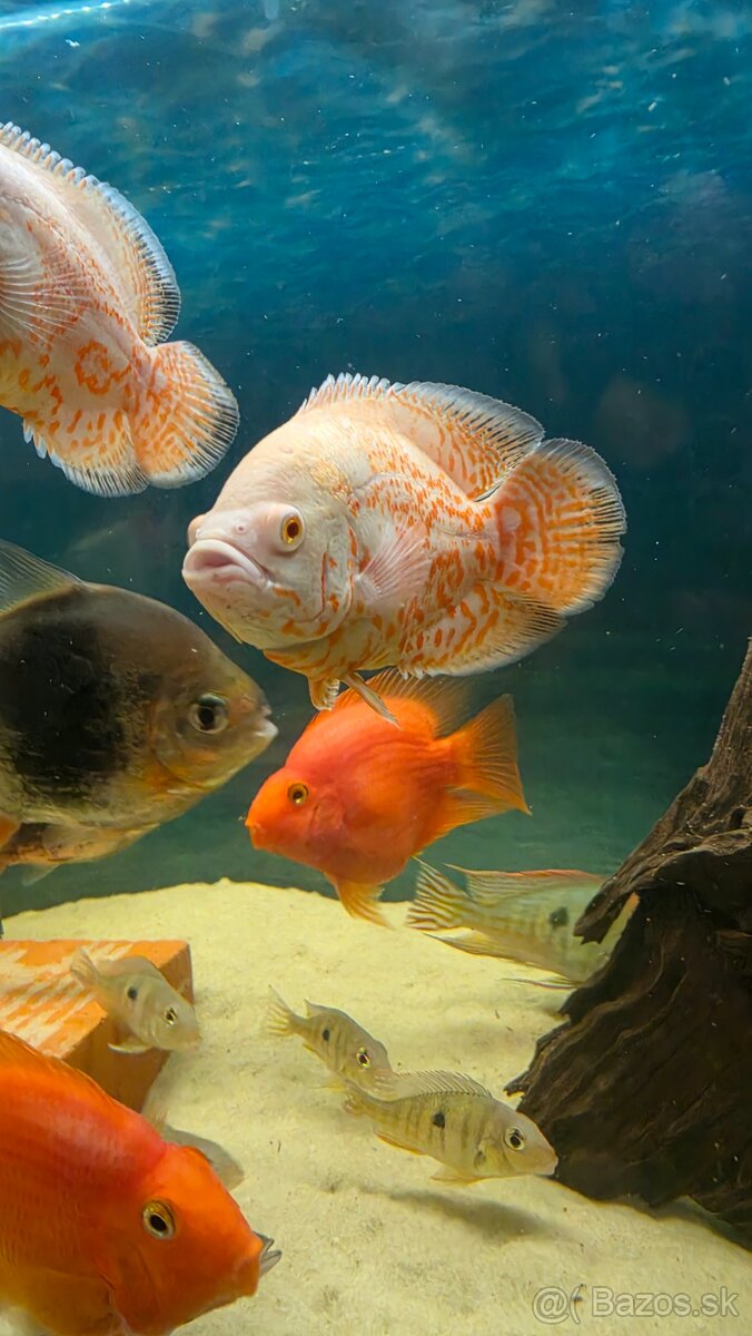 Ocellatus nemo - 5