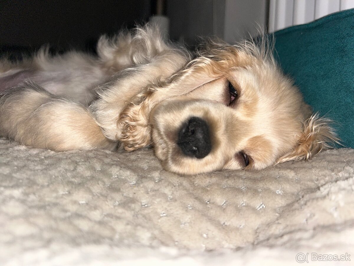 Americký kokerspaniel / kokeršpaniel / koker / kokršpaniel - 5