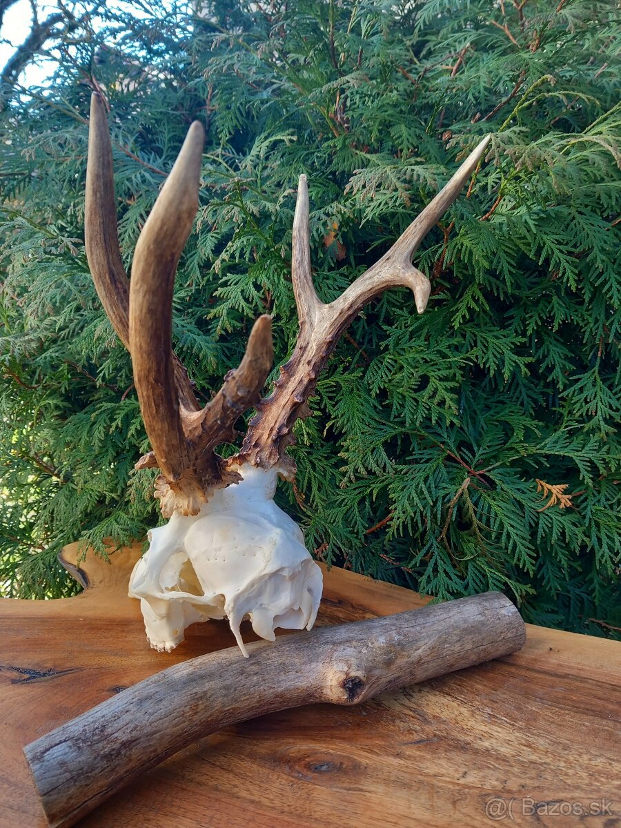 Trofej Rarita Paroh Parožie Zhody Parohy Srnec - 5