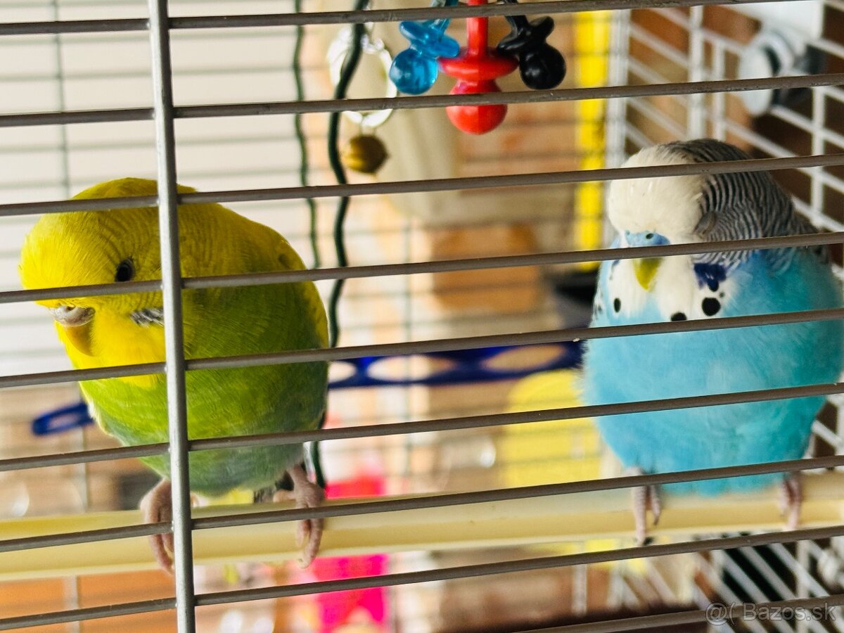 Len do milujucej rodiny Parik samec + samicka 🦜🦜 Andulky - 5