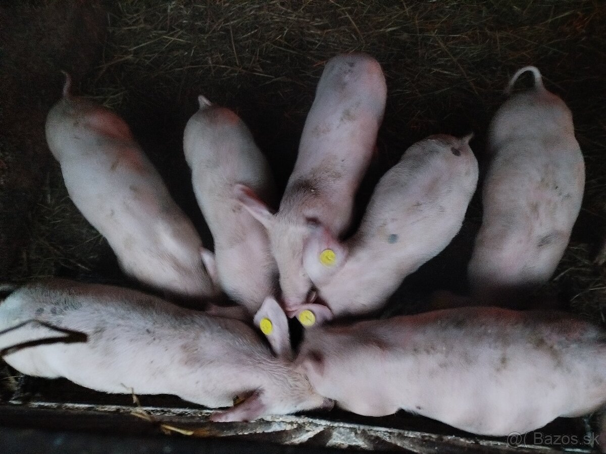 Predám odstavčatá - 5