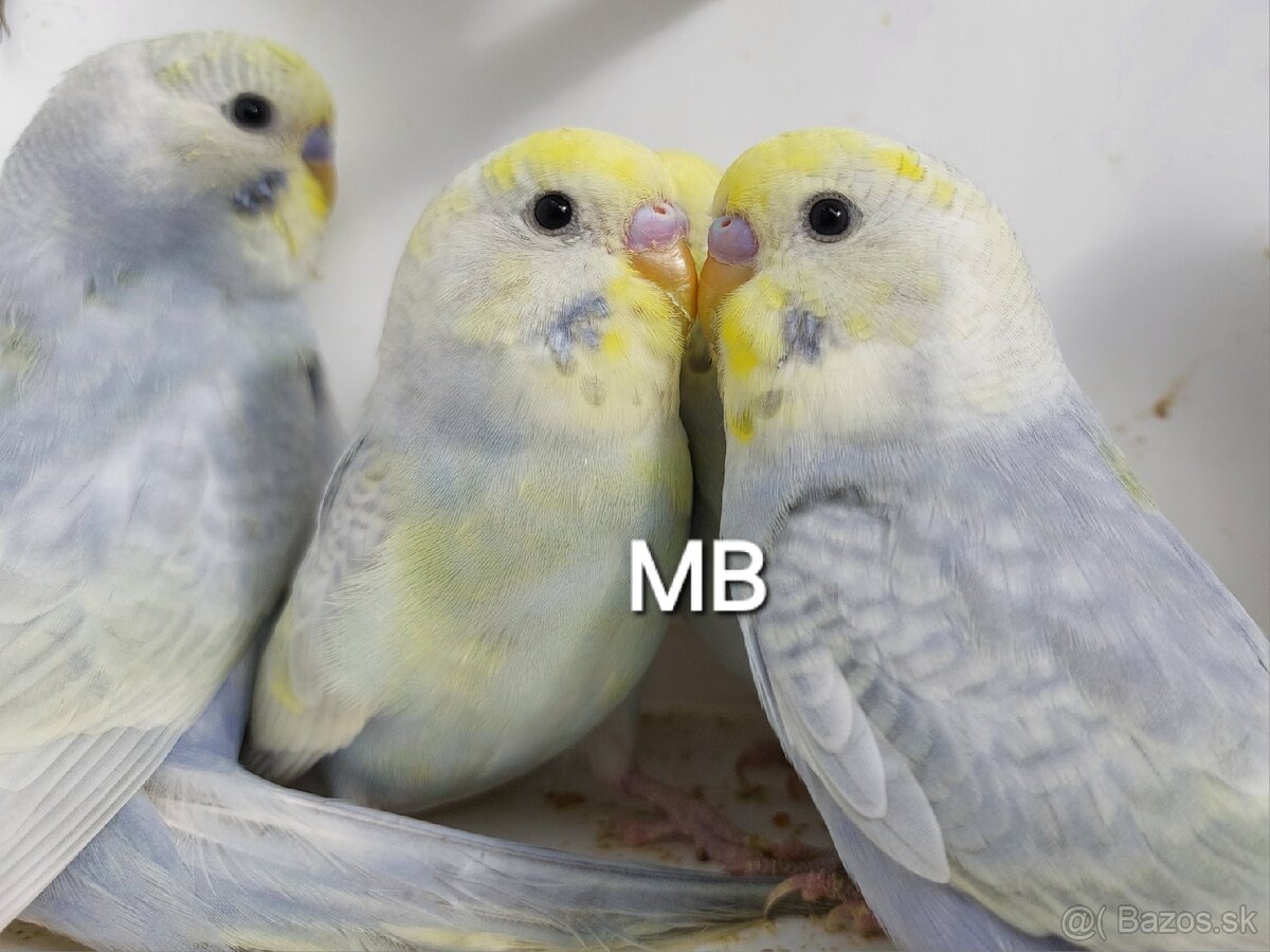 Dúhové andulky - 5