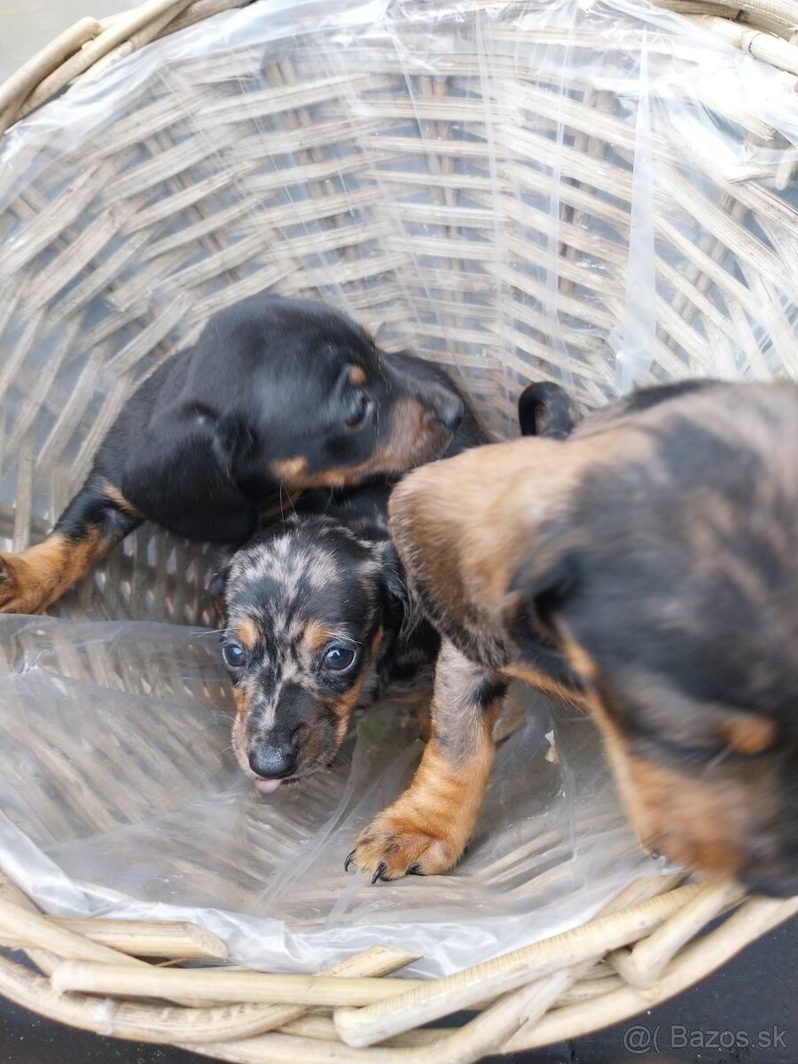 Jazvečík trpasličí - merle - 5