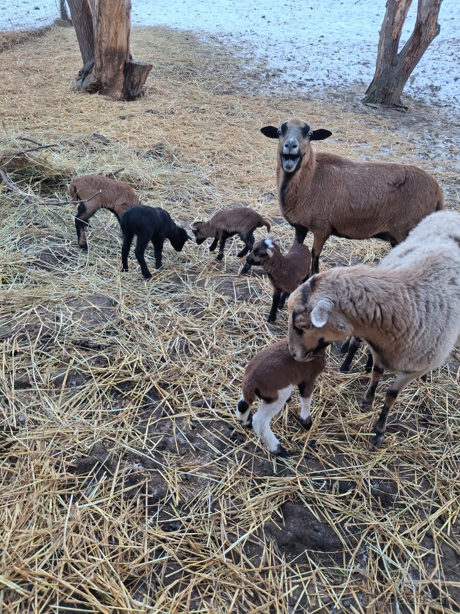 Jahnata kamerunske ovce - 5