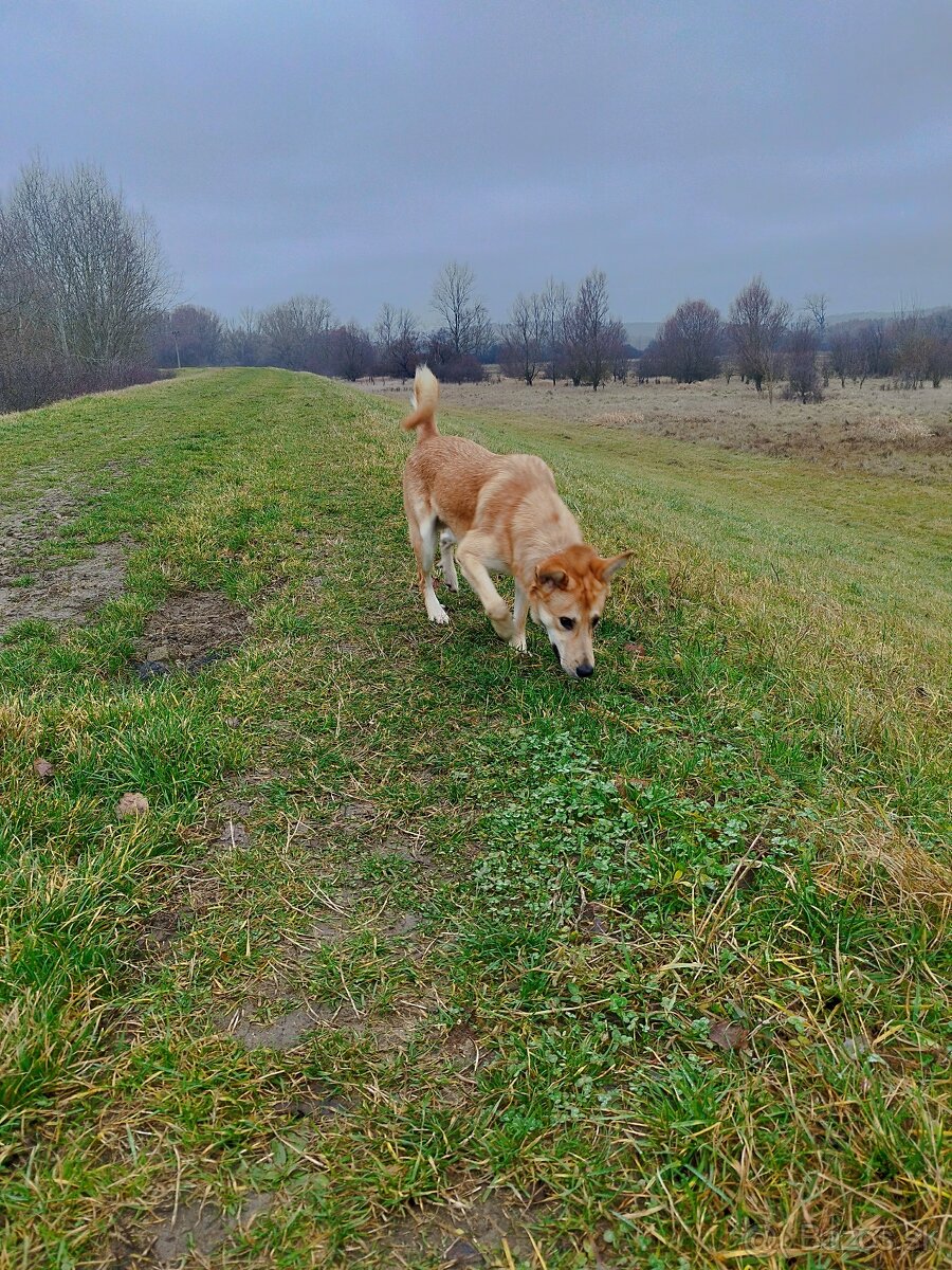 Darujem psa (Darvin) - 5