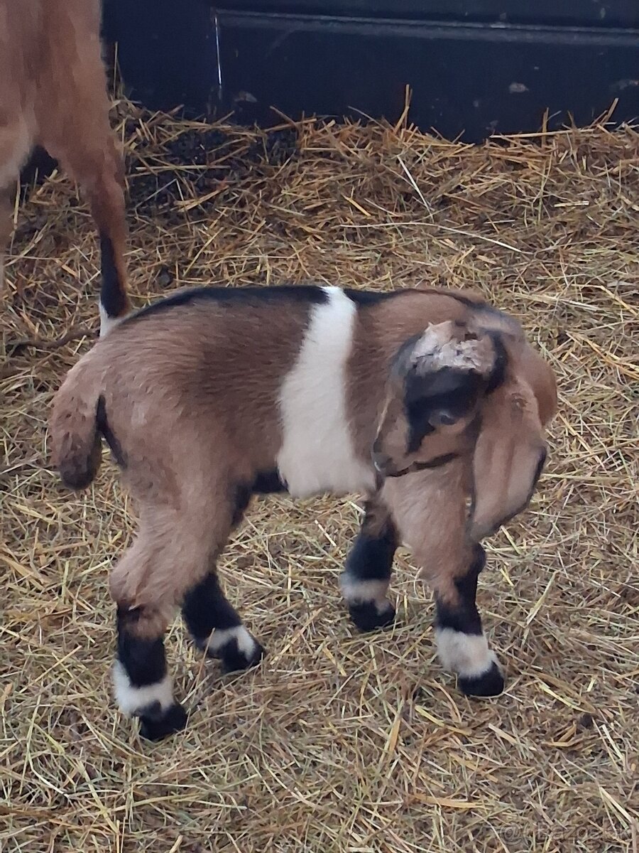 anglonubijsky cap - 5