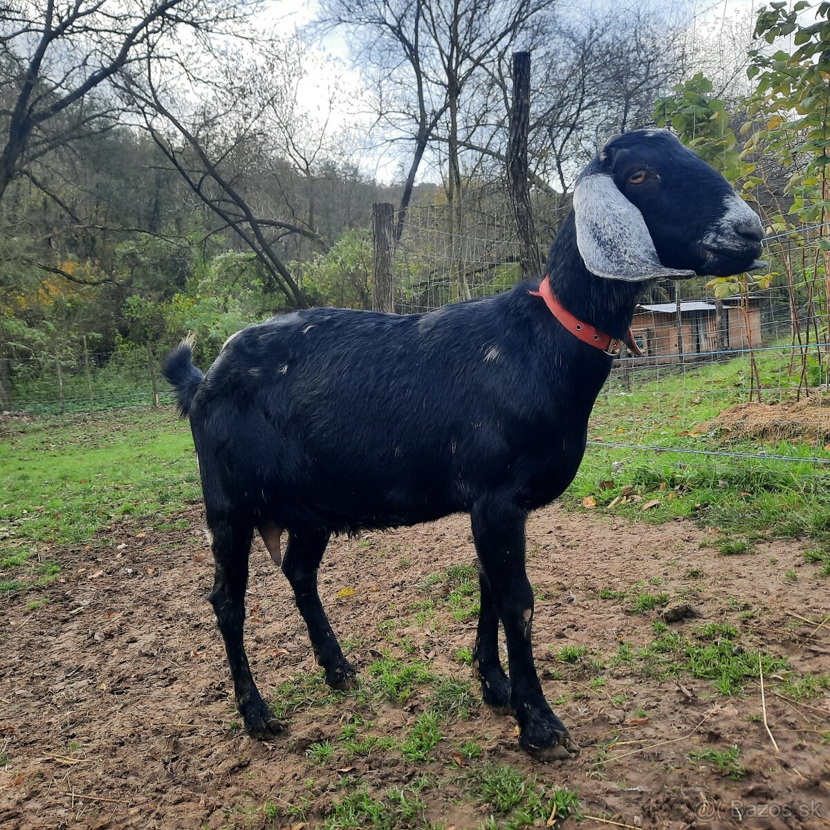 100% Anglonubijska kozička pripustená - 5