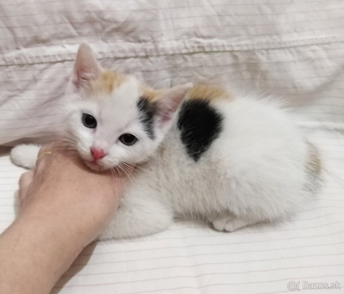 Malá mačička - 5