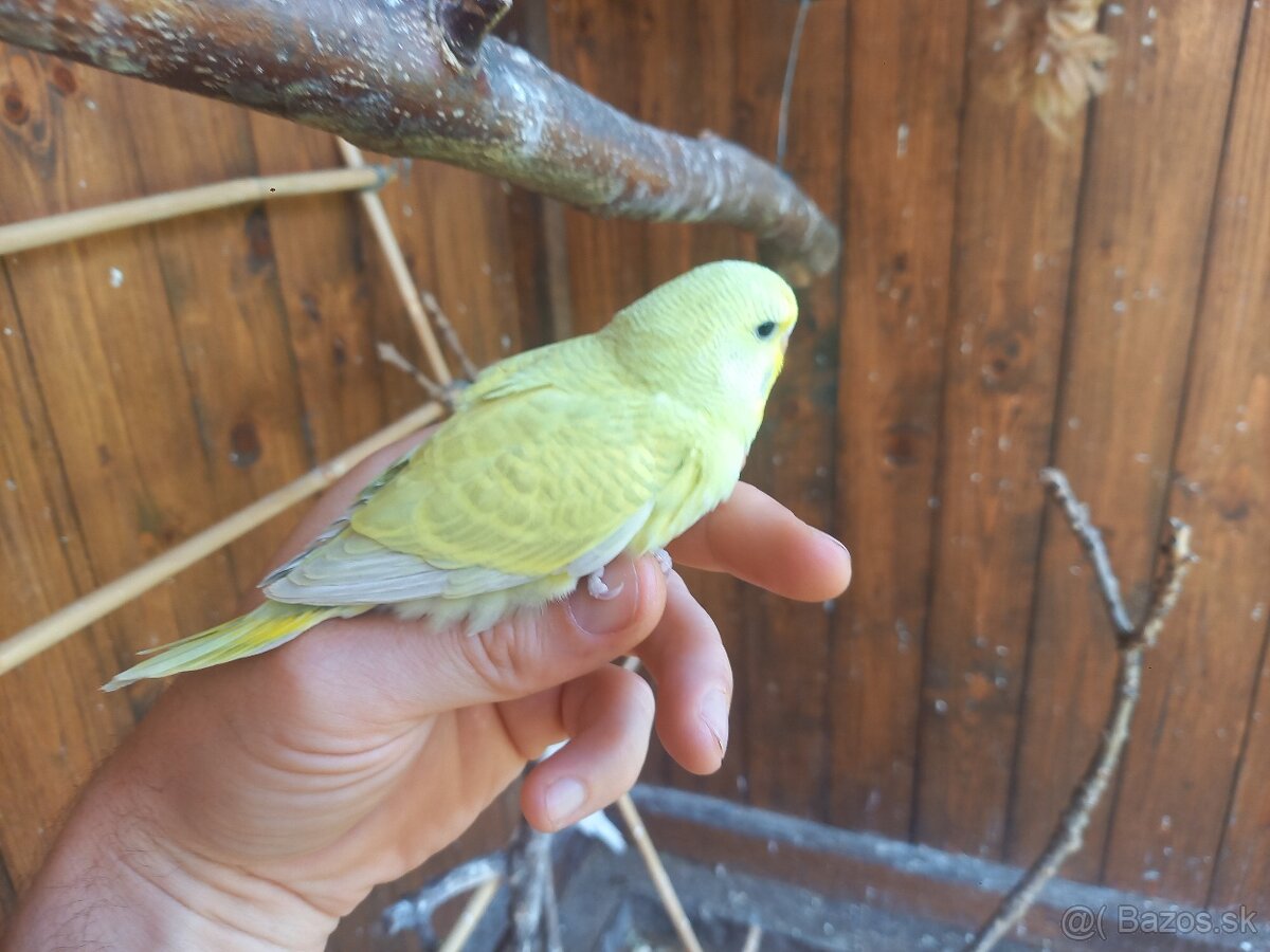 Predam andulky mlade vonkajsi chov - 5
