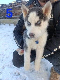 Sibírsky husky - 5