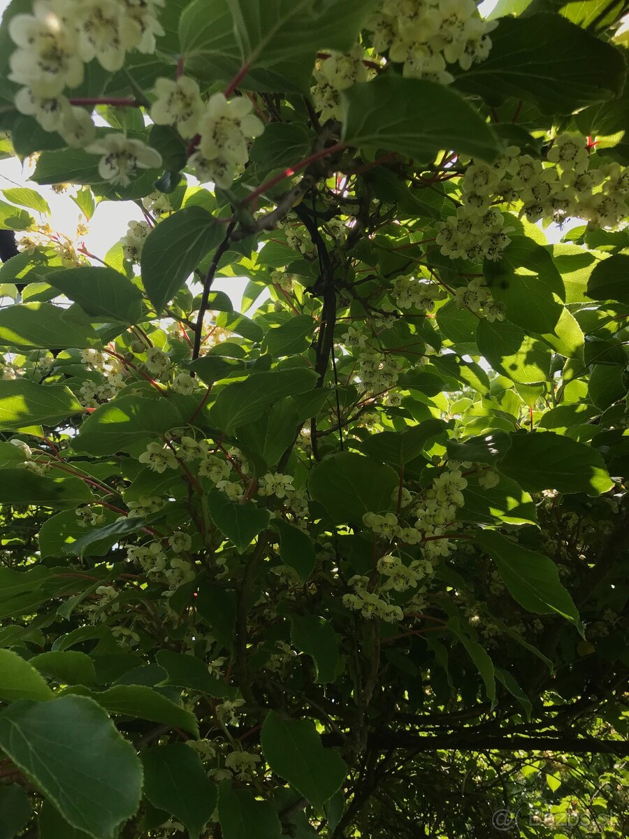 Predám MINI KIWI ISSAI - 5